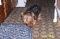 skippy * Skippy the wonder dog - It's a wonder how he sees anything * 2304 x 1536 * (1018KB)