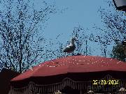 bird * Someone with a bird's eye view of the Magic Kingdom * 2304 x 1728 * (1.06MB)