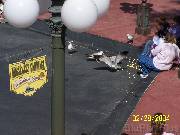 birds * Birds like popcorn too * 2304 x 1728 * (656KB)