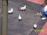 birds2 * 2304 x 1728 * (722KB)
