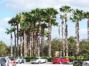 palm_trees * Marilyn and I had never seen real live palm trees before * 2304 x 1728 * (1.37MB)