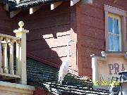 bird_roof1 * A bird on top of a roof * 2304 x 1728 * (779KB)
